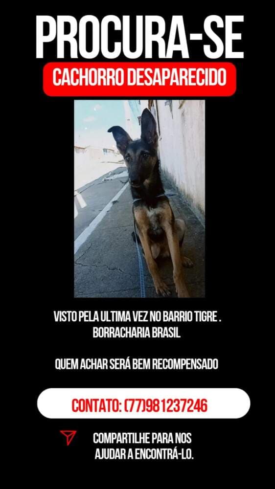 Utilidade Pública: Cachorro desaparece no Bairro Tigre, moradores se unem na busca.