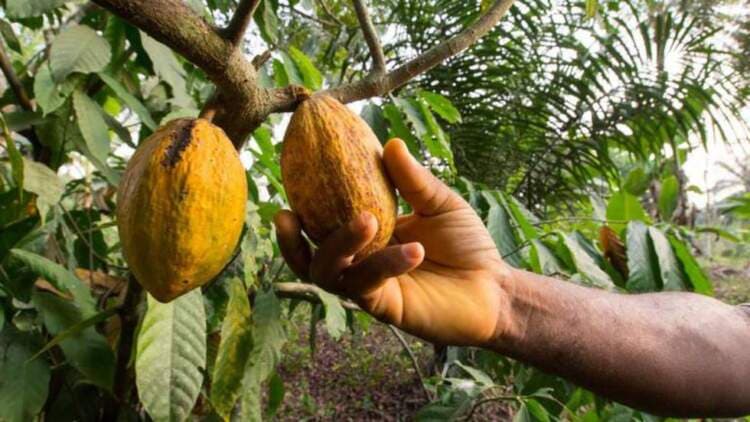 Governo federal suspende importação de cacau da Costa do Marfim e atende reivindicação de produtores baianos