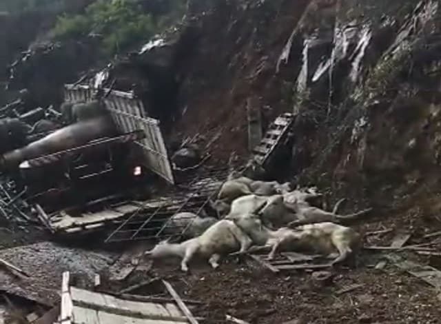 Caminhão que transportava animais tomba e mata motorista na região.