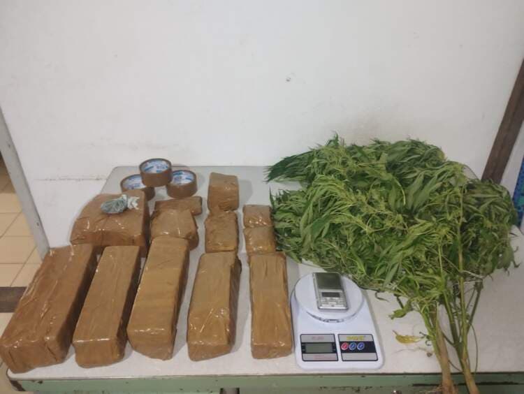 Urgente: 79ª CIPM apreende plantio de maconha e drogas no distrito