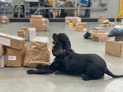 Polícia baiana apreende maconha, cocaína e ecstasy em encomendas dos Correios