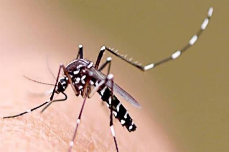 População de Vitória da Conquista e Manoel Vitorino precisa ficar alerta contra o Aedes aegypti