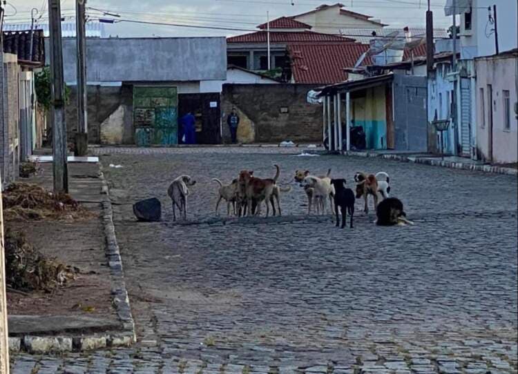 Sem canil público, cachorrada toma conta das ruas de Poções