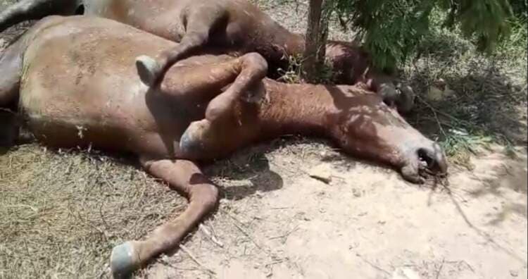 Crueldade em Poções: Criminoso mata cavalos com requintes de crueldade na cidade.