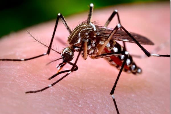 Bahia registra mais de 7 mil casos de dengue só neste ano