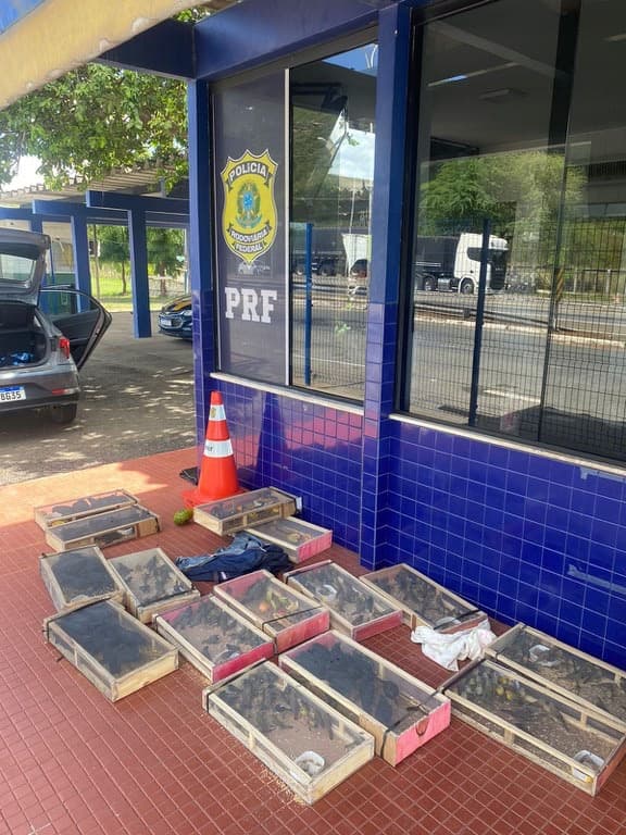Poções: Irmãos são detidos pela segunda vez na BR 116 transportando pássaros amontoados dentro de carro