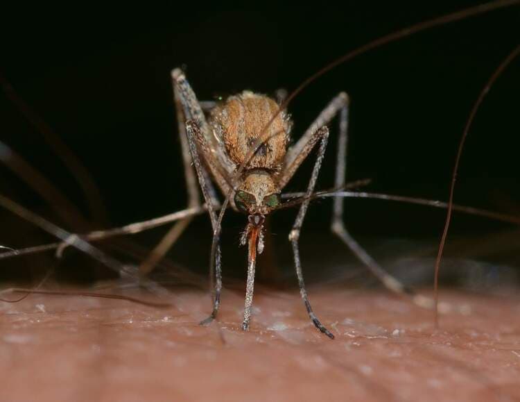 Moradores de Poções reclamam de Infestação de Muriçocas