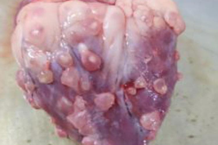 Alerta no Sudoeste: Frigorífico de Guanambi abate animal com cisticercose (Verme da Carne de Porco) e população fica em estado de alerta