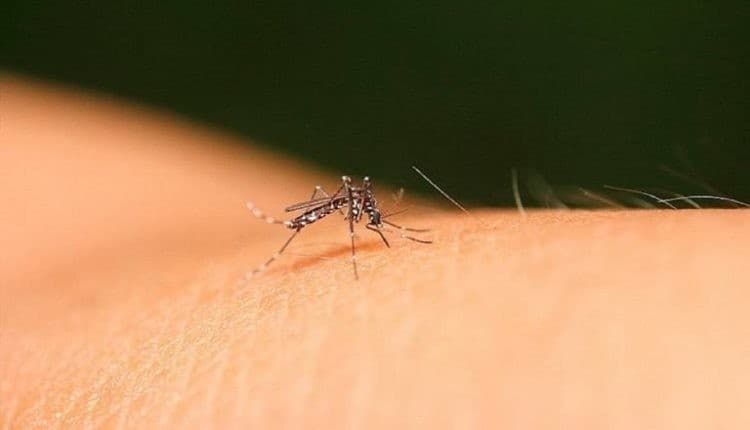 Dengue: 79 cidades da Bahia vivem cenário de epidemia da doença