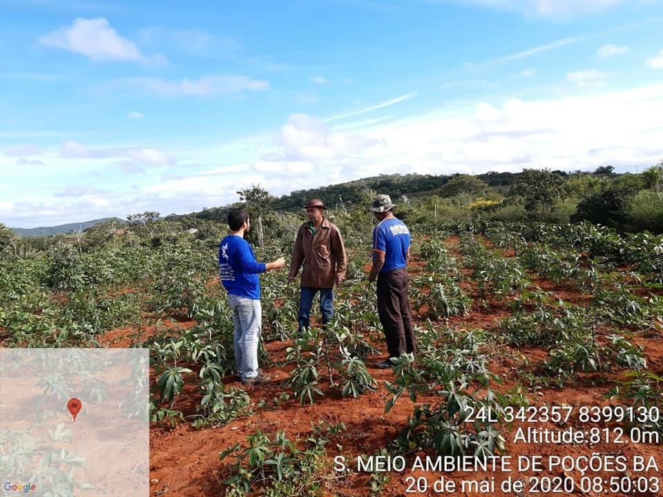 Poções: Prefeitura e Secretaria de Agricultura realizam distribuição de cerca de 07 mil mudas de mandioca