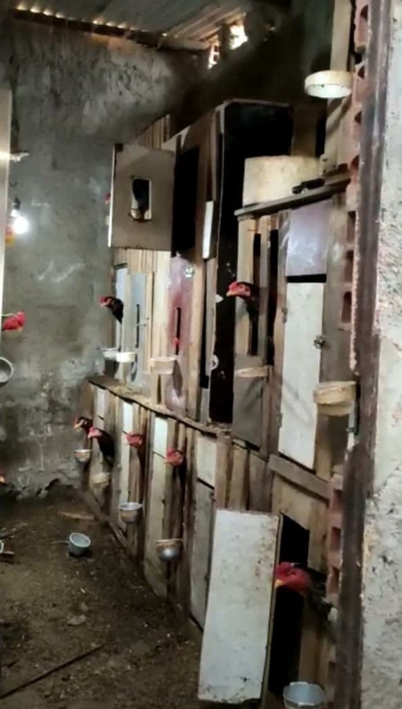 Barra do Choça: Polícia Militar prende dono de rinha de galo